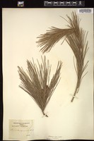 Thumbnail for <i>Pinus halepensis</i> <i></i> …