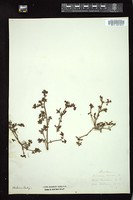 Thumbnail for <i>Portulaca oleracea</i> <i></i> …