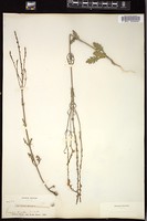 Thumbnail for <i>Verbena officinalis</i> <i></i> …