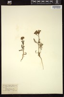 Thumbnail for <i>Phacelia arizonica</i> <i></i> …