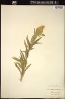 Thumbnail for <i>Solidago elongata</i> <i></i> …