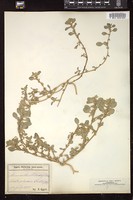 Thumbnail for <i>Amaranthus blitoides</i> <i></i> …