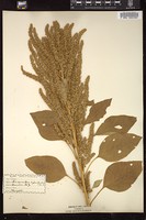 Thumbnail for <i>Amaranthus hypochondriacus</i> <i></i> …