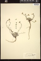 Thumbnail for <i>Physaria occidentalis</i> <i></i> …