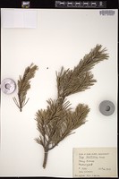 Thumbnail for <i>Pinus banksiana</i> <i></i> …