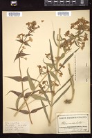 Thumbnail for <i>Phlox maculata</i> <i></i> …