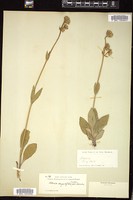 Thumbnail for <i>Arnica angustifolia</i> <i></i> …