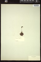 Thumbnail for <i>Drosera brevifolia</i> <i></i> …
