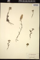 Thumbnail for <i>Antennaria media</i> <i></i> …