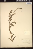 Thumbnail for <i>Amsinckia lycopsoides</i> <i></i> …