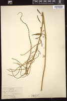 Thumbnail for <i>Amaranthus cannabinus</i> <i></i> …