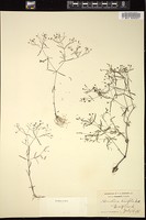 Thumbnail for <i>Houstonia tenuifolia</i> <i></i> …