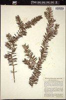 Thumbnail for <i>Taxus brevifolia</i> <i></i> …