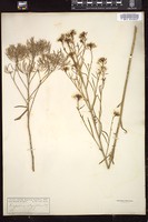 Thumbnail for <i>Thelypodium integrifolium</i> <i></i> …