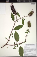 Thumbnail for <i>Phytolacca americana</i> <i></i> …