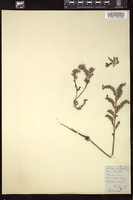Thumbnail for <i>Echium vulgare</i> <i></i> …