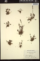 Thumbnail for <i>Drosera longifolia</i> <i></i> …