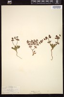 Thumbnail for <i>Oxytheca perfoliata</i> <i></i> …