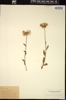 Thumbnail for <i>Erigeron pulchellus</i> <i></i> …