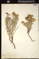 Thumbnail for <i>Zinnia grandiflora</i> <i></i> …