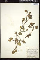 Thumbnail for <i>Abronia latifolia</i> <i></i> …