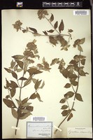 Thumbnail for <i>Pycnanthemum albescens</i> <i></i> …