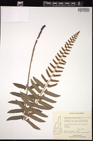 Thumbnail for <i>Polystichum acrostichoides</i> <i></i> …