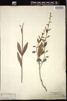 Thumbnail for <i>Salvia azurea</i> <i></i> …