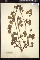 Thumbnail for <i>Abronia latifolia</i> <i></i> …