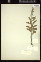 Thumbnail for <i>Scutellaria angustifolia</i> <i></i> …