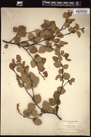 Thumbnail for <i>Betula alba</i> <i></i> …