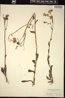 Thumbnail for <i>Erigeron pulchellus</i> <i></i> …