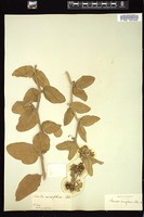 Thumbnail for <i>Acerates viridiflora</i> <i></i> …