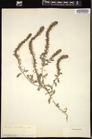Thumbnail for <i>Verbena bracteosa</i> <i></i> …