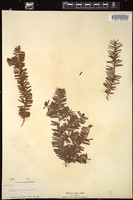 Thumbnail for <i>Taxus brevifolia</i> <i></i> …