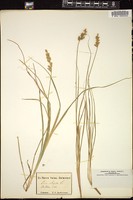 Thumbnail for <i>Carex elongata</i> <i></i> …