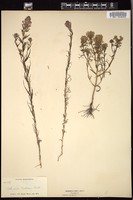 Thumbnail for <i>Orthocarpus bracteosus</i> <i></i> …