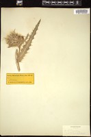 Thumbnail for <i>Cirsium parryi</i> <i></i> …