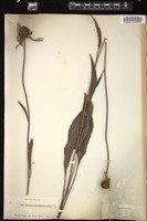 Thumbnail for <i>Rudbeckia grandiflora</i> <i></i> …