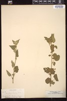 Thumbnail for <i>Abutilon texense</i> <i></i> …
