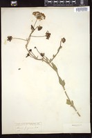 Thumbnail for <i>Abronia fragrans</i> <i></i> …