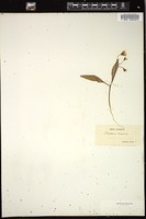 Thumbnail for <i>Claytonia virginica</i> <i></i> …