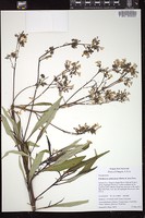Thumbnail for <i>Eriodictyon californicum</i> <i></i> …