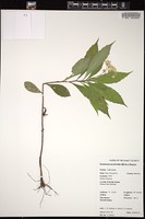 Thumbnail for <i>Oclemena acuminata</i> <i></i> …