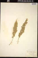 Thumbnail for <i>Artemisia tridentata</i> <i></i> …