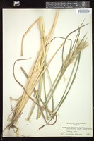 Thumbnail for <i>Andropogon glomeratus</i> <i></i> …