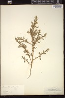 Thumbnail for <i>Amaranthus albus</i> <i></i> …