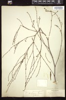 Thumbnail for <i>Polygonum ramosissimum</i> <i></i> …