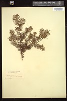 Thumbnail for <i>Taxus canadensis</i> <i></i> …