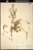 Thumbnail for <i>Asparagus tenuifolius</i> <i></i> …